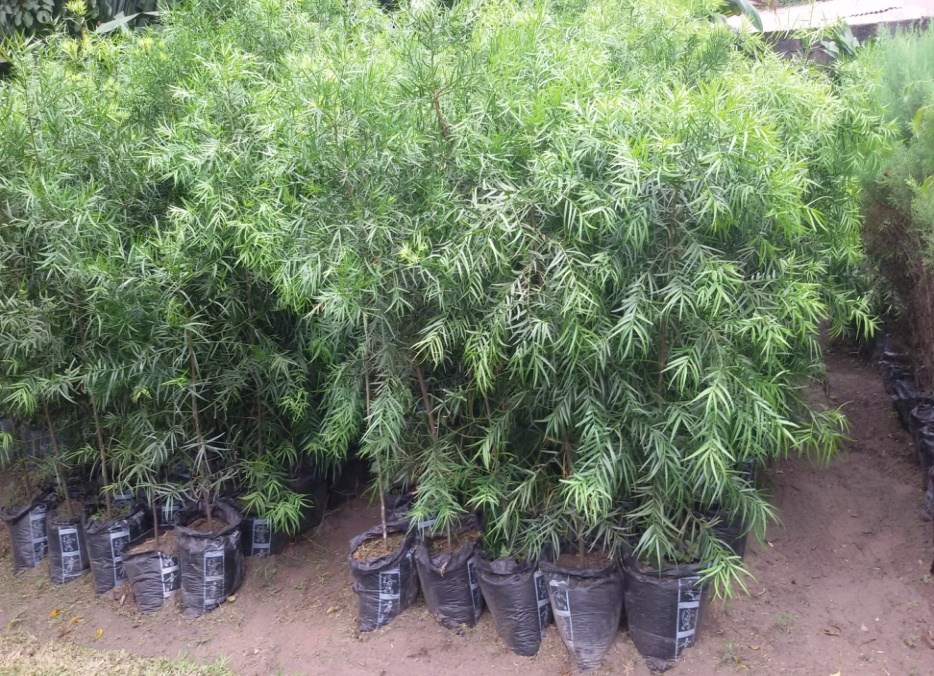 Reboisement et gestion des forêts